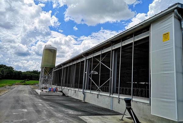 Dairy cowshed and access to the liquid manure pit