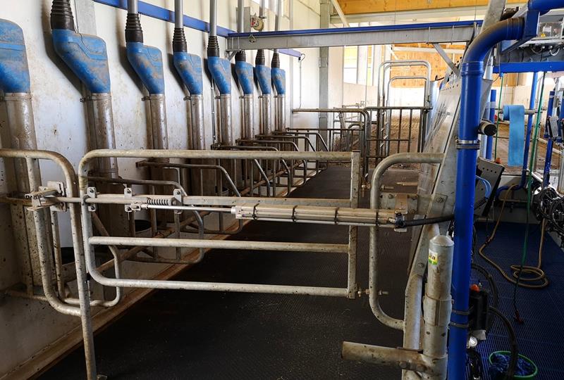 Part of a milking parlour in a resettlment