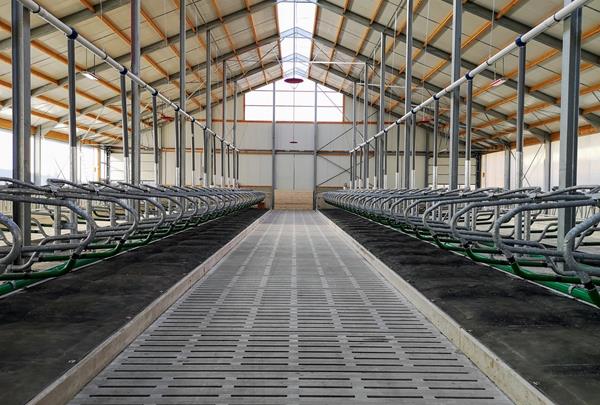 Dairy barn with manure cellar