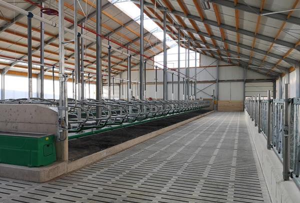 Dairy barn with manure cellar