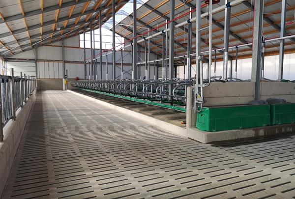 Dairy barn with manure cellar