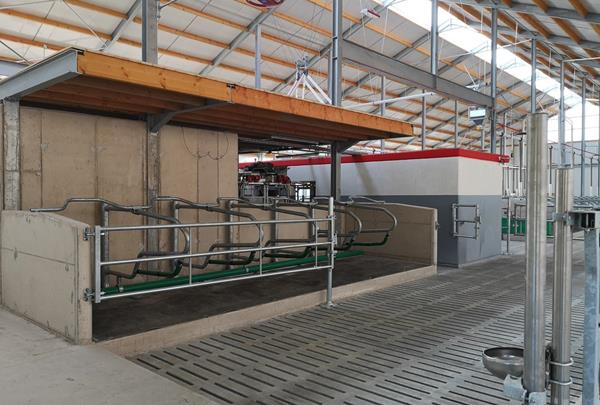 Dairy barn with manure cellar