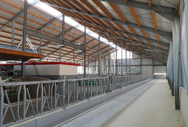 Dairy barn with manure cellar