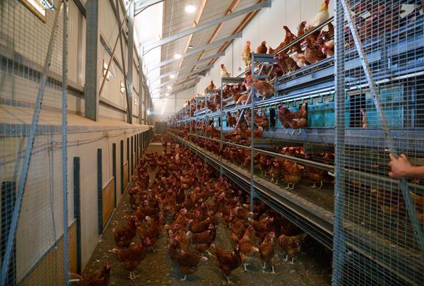 Exploitation agricole à Schrassig