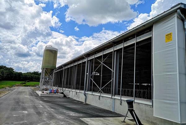 Étable à vaches laitières et accès à la fosse à lisier