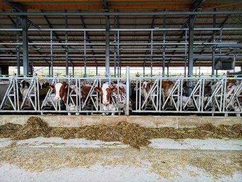 Milchviehstall, Innenansicht