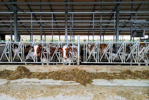 Étable à vaches laitières, vue intérieure