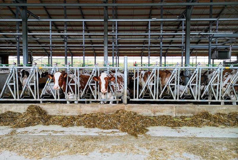 Milchviehstall, Innenansicht