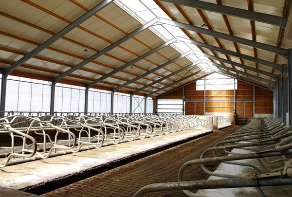 Dairy cowshed - loose-housing stable with resting pens and split floor