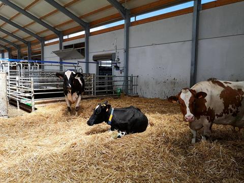 Parc pour les vaches en gestation