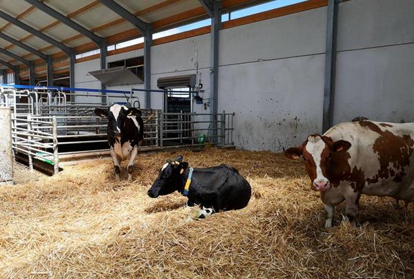 Walking and lying stall for pregnant cows