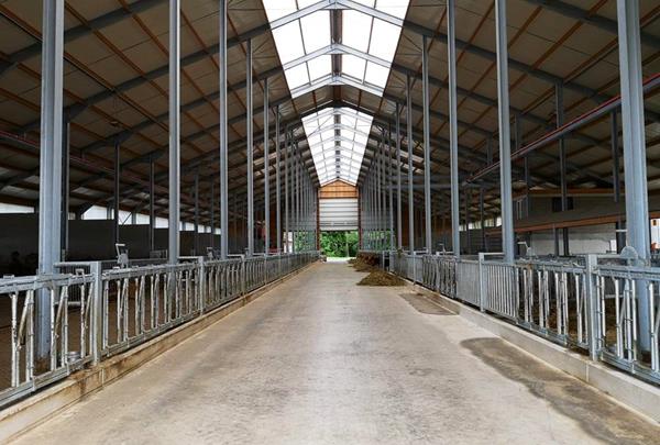 Bâtiment d'élevage de bovins laitiers d'une longueur totale de 82 m