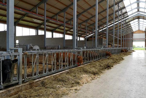 Feeding area of the farm building with sufficient fodder