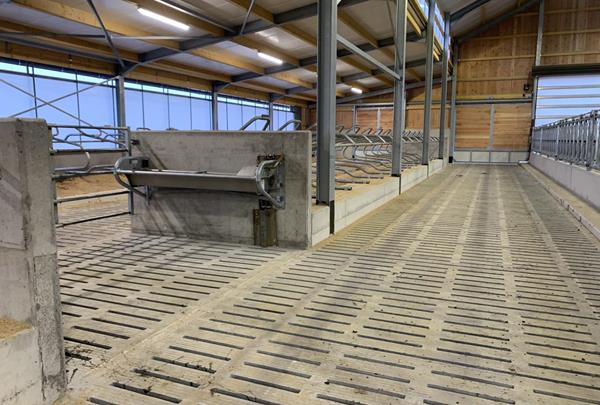 Calf barn and young cattle barn