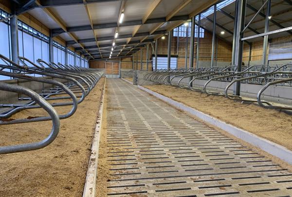 Calf barn and young cattle barn