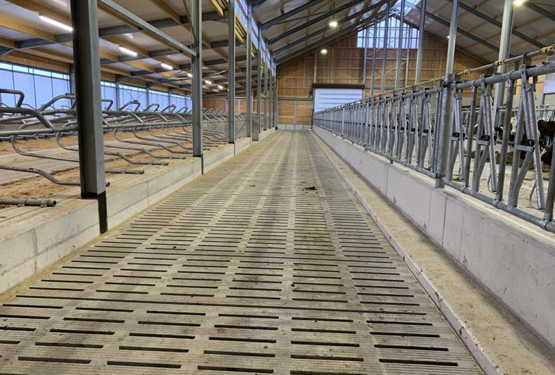 Calf and young cattle barn